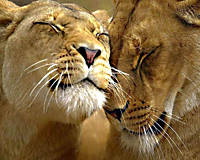 Нежный и любящий Лев